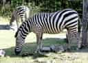 動物図鑑・サバンナシマウマの写真 21